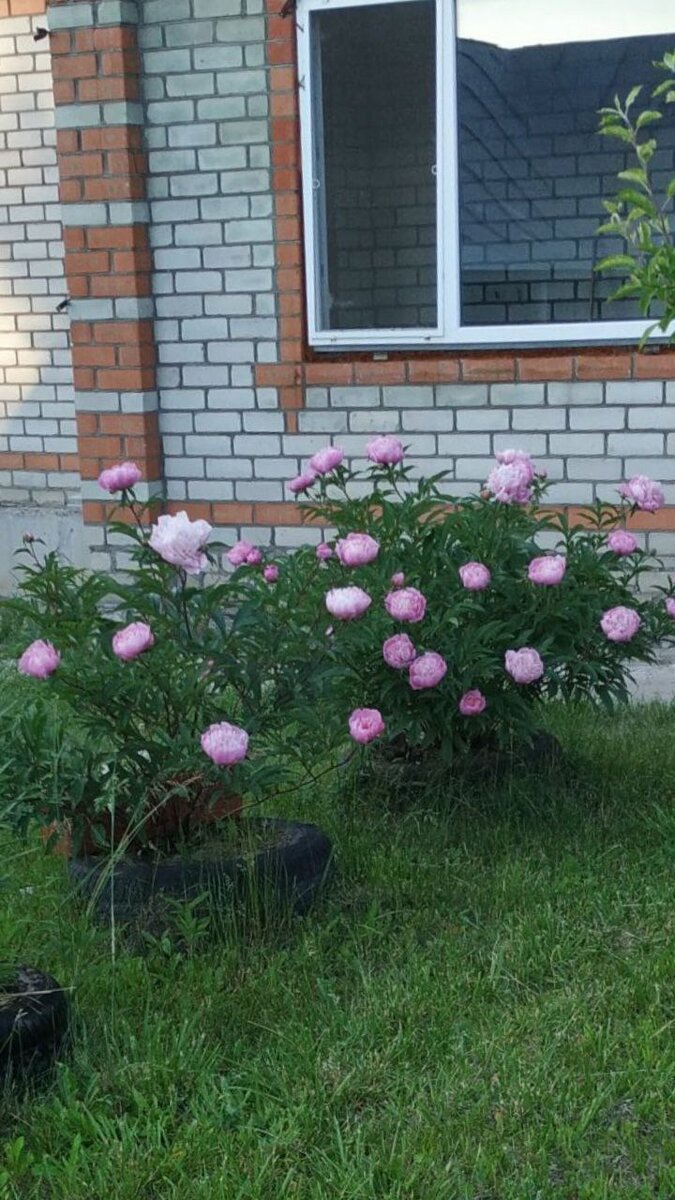 Лето 2022. Фото из личного архива, июнь месяц пионит во всю!