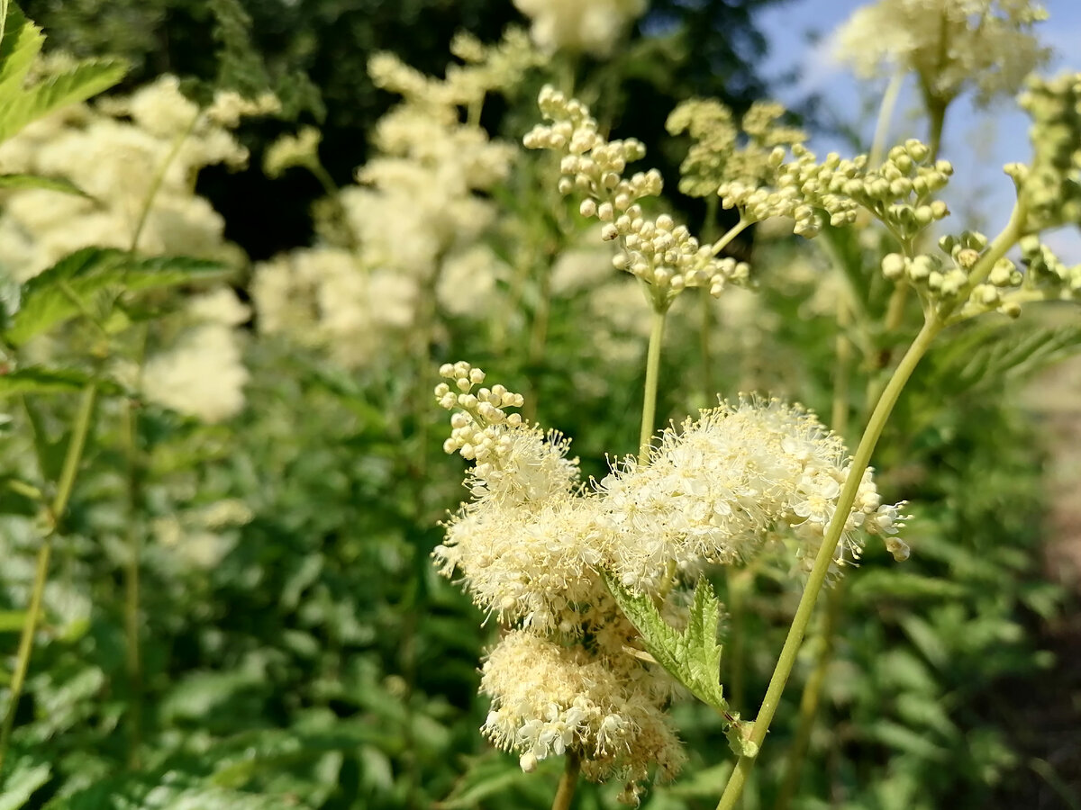 Так выглядит таволга в пору цветения. А как пахнет - и не передать. 