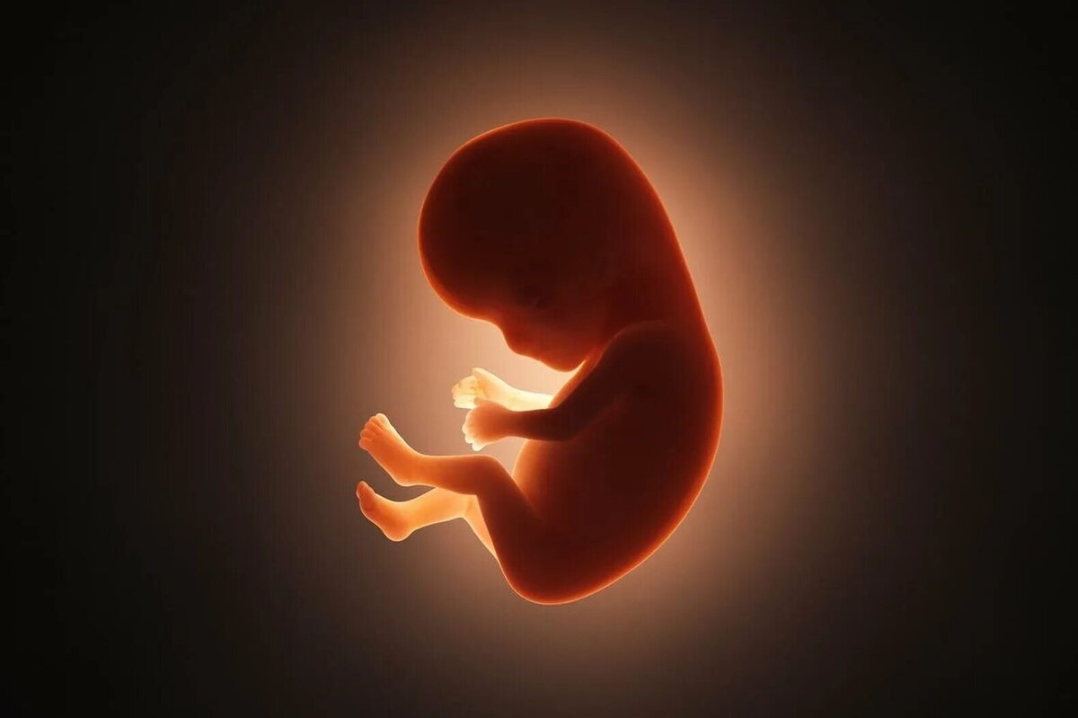 Человеческий эмбрион улыбается. Души детей эко
