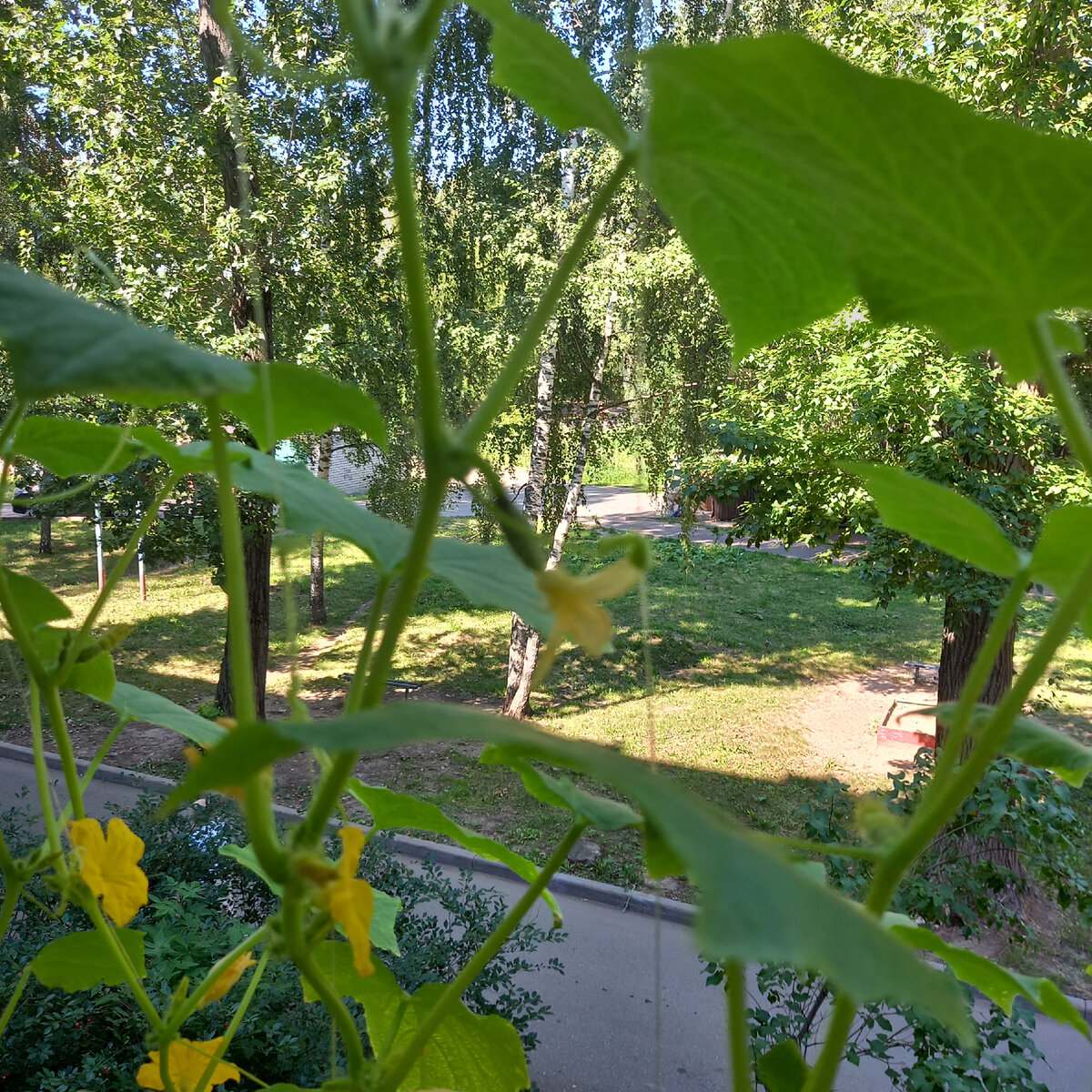 Мои "бедные пуплята"