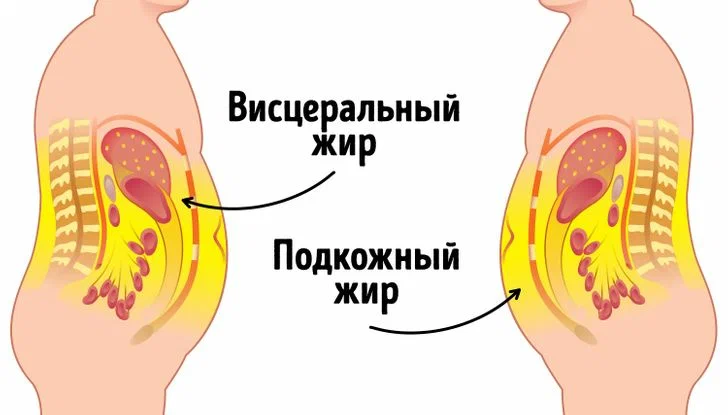 Два типа жира в организме