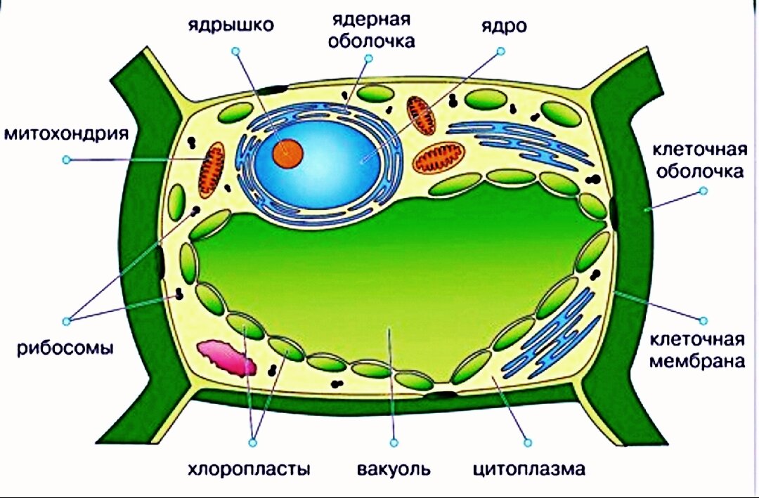 Изображение растительная клетка