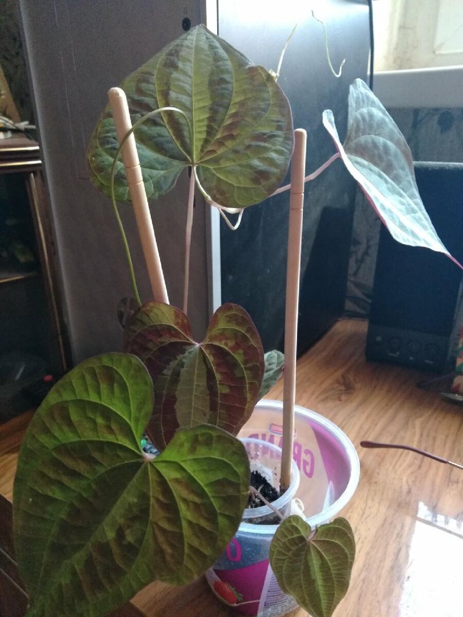 Диоскорея ДИСКОЛОР