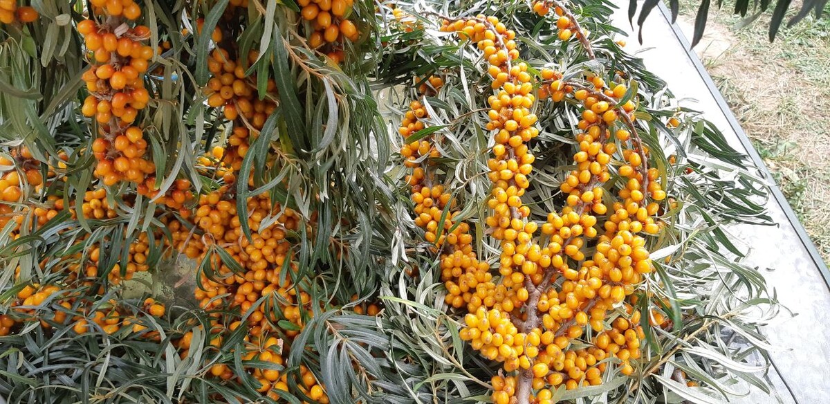 ягоды как на картине