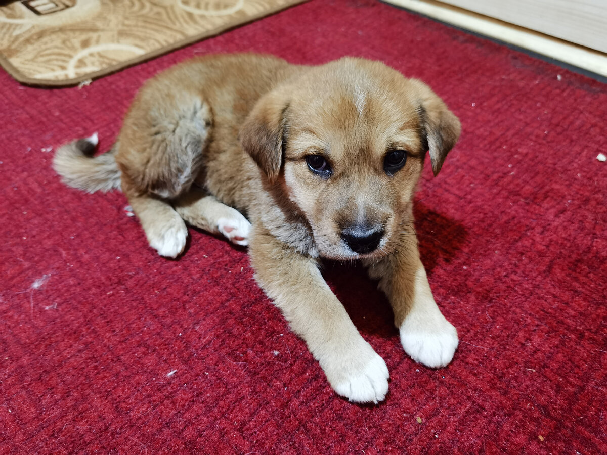 Подбросили щенков