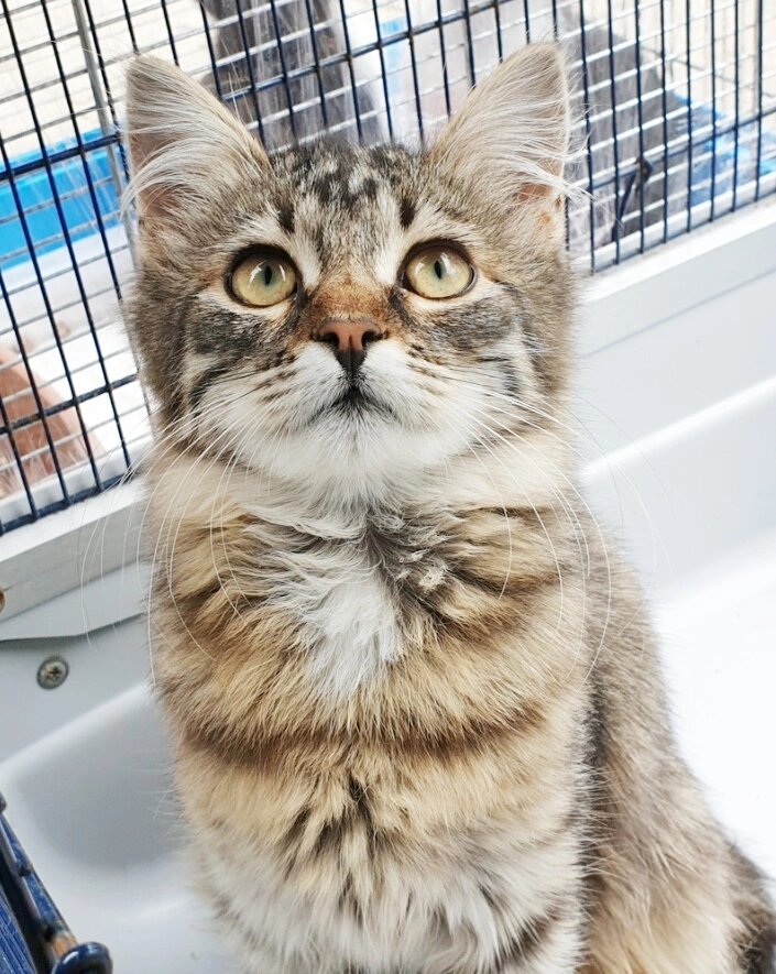 Фото из объявления