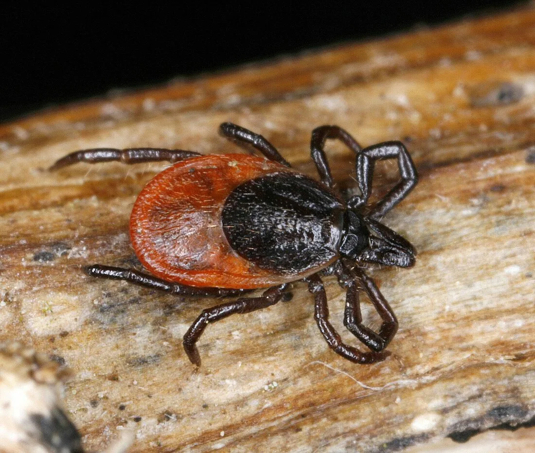 Ixodes ricinus фото