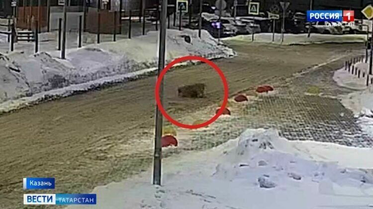     В казанском ЖК «Родина» агрессивный алабай держи в страхе всех жителей. Об этом сообщает ГТРК «Татарстан».