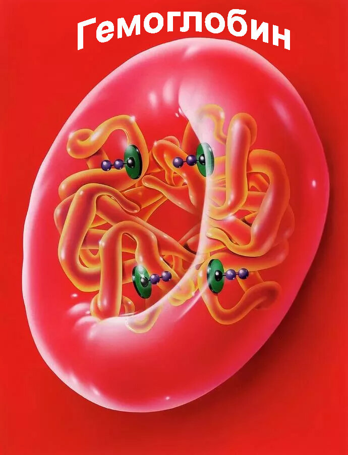 Гемоглобин