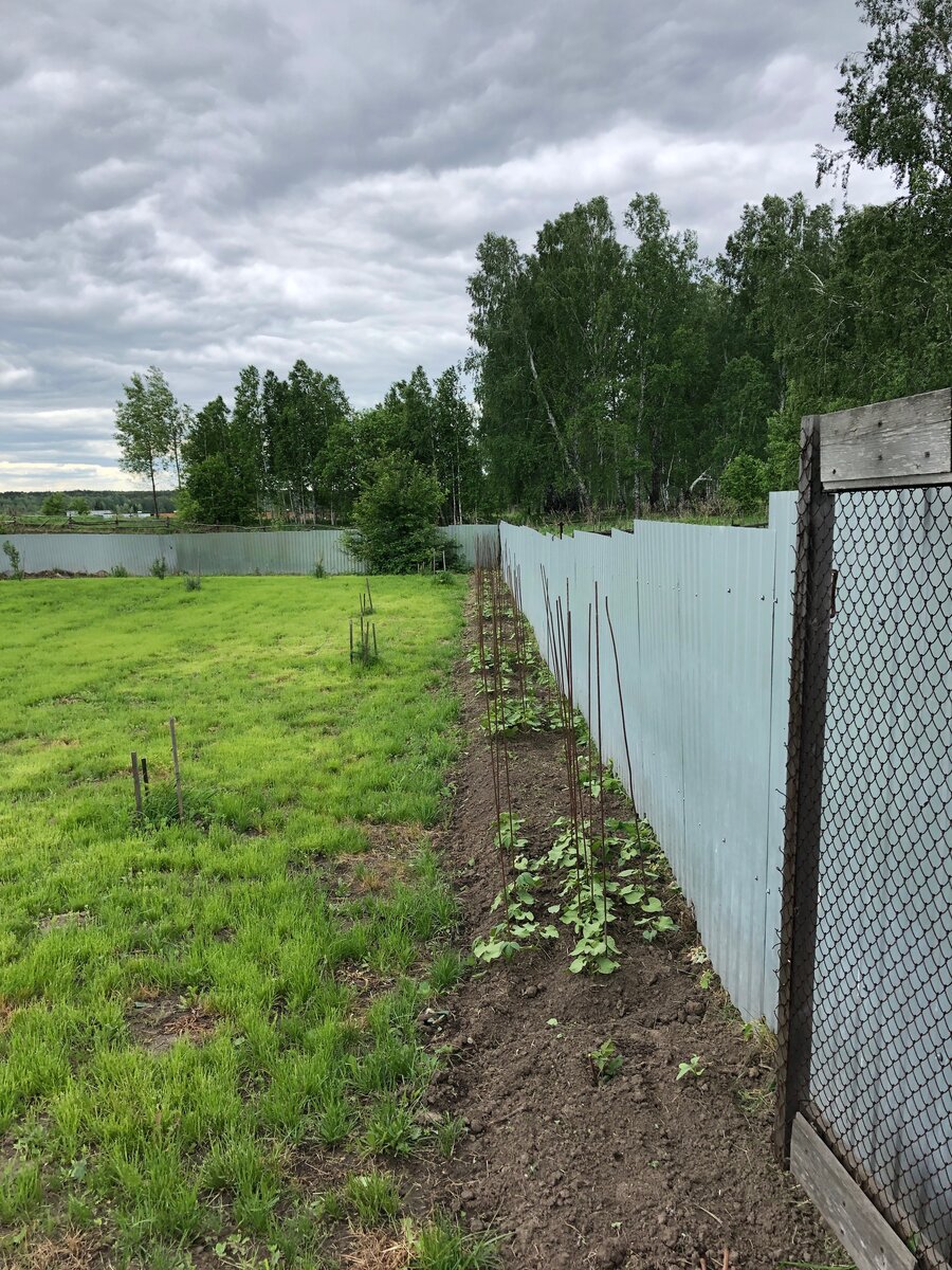 Половина нашего участка отгорожена глухим забором. Фото автора