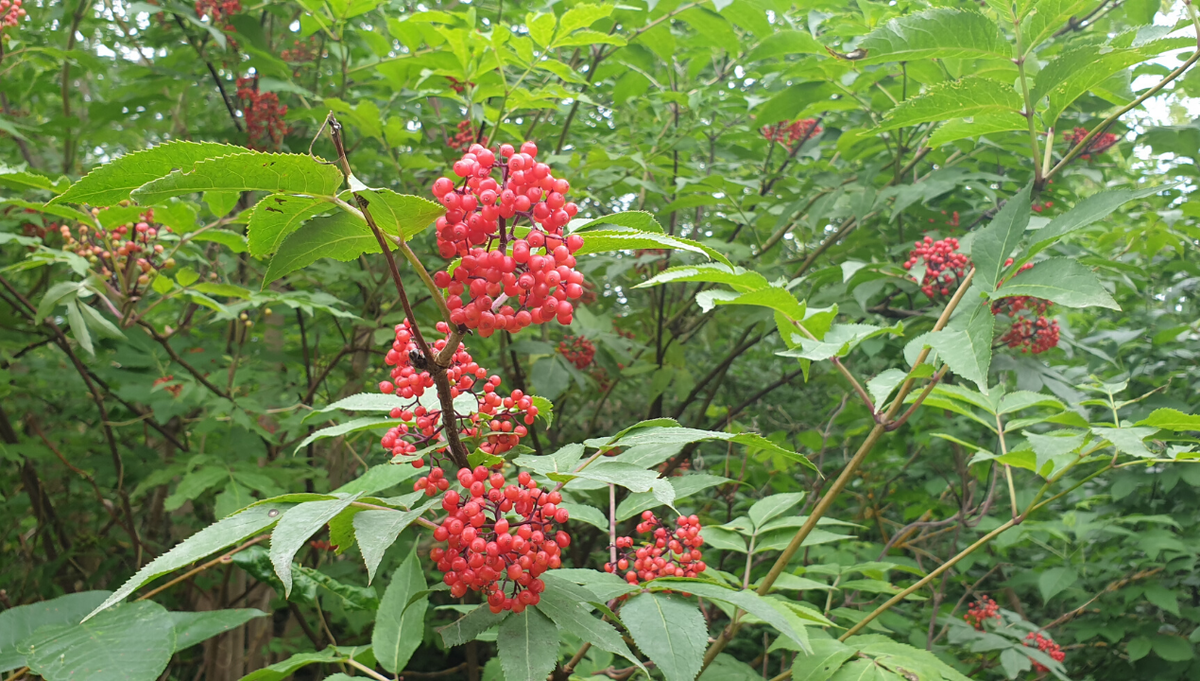 Имеет небольшое количество ветвей с острыми узкими листьями. Ягоды имеют ярко-красный цвет