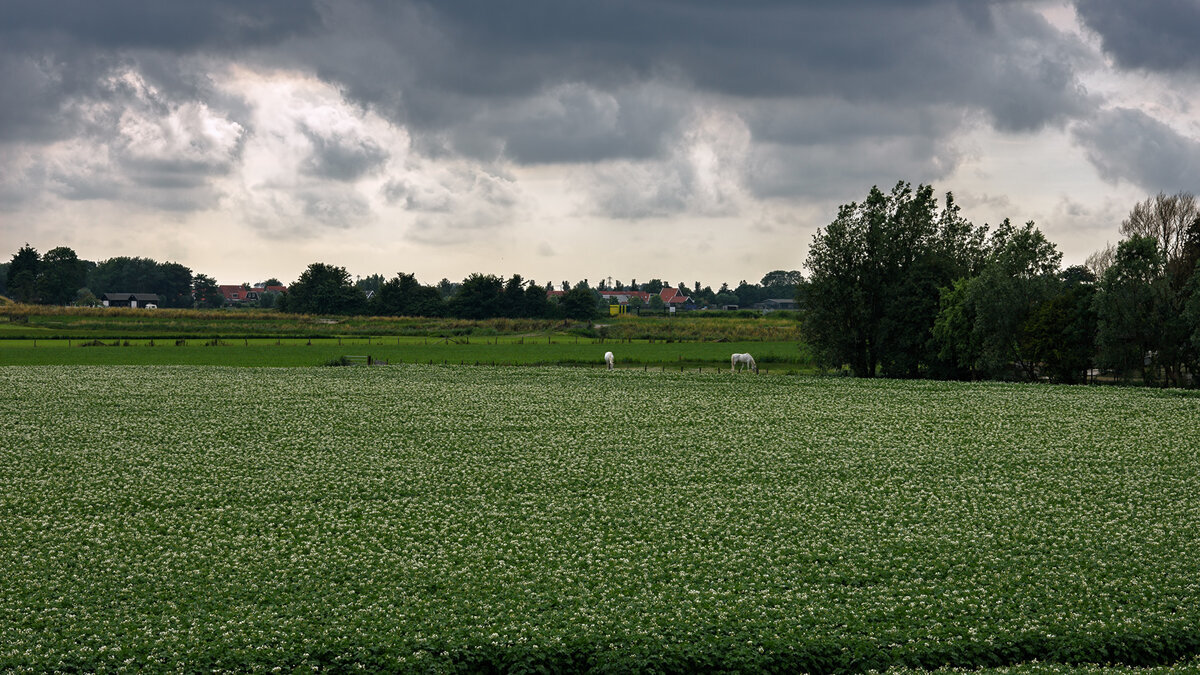 Нидерланды (источник: 1zoom.ru)