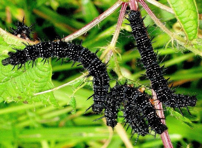 источник https://avatars.mds.yandex.net/get-pdb/1004345/a0f78813-eb9b-4055-b466-44595d3dbedf/s1200?webp=false