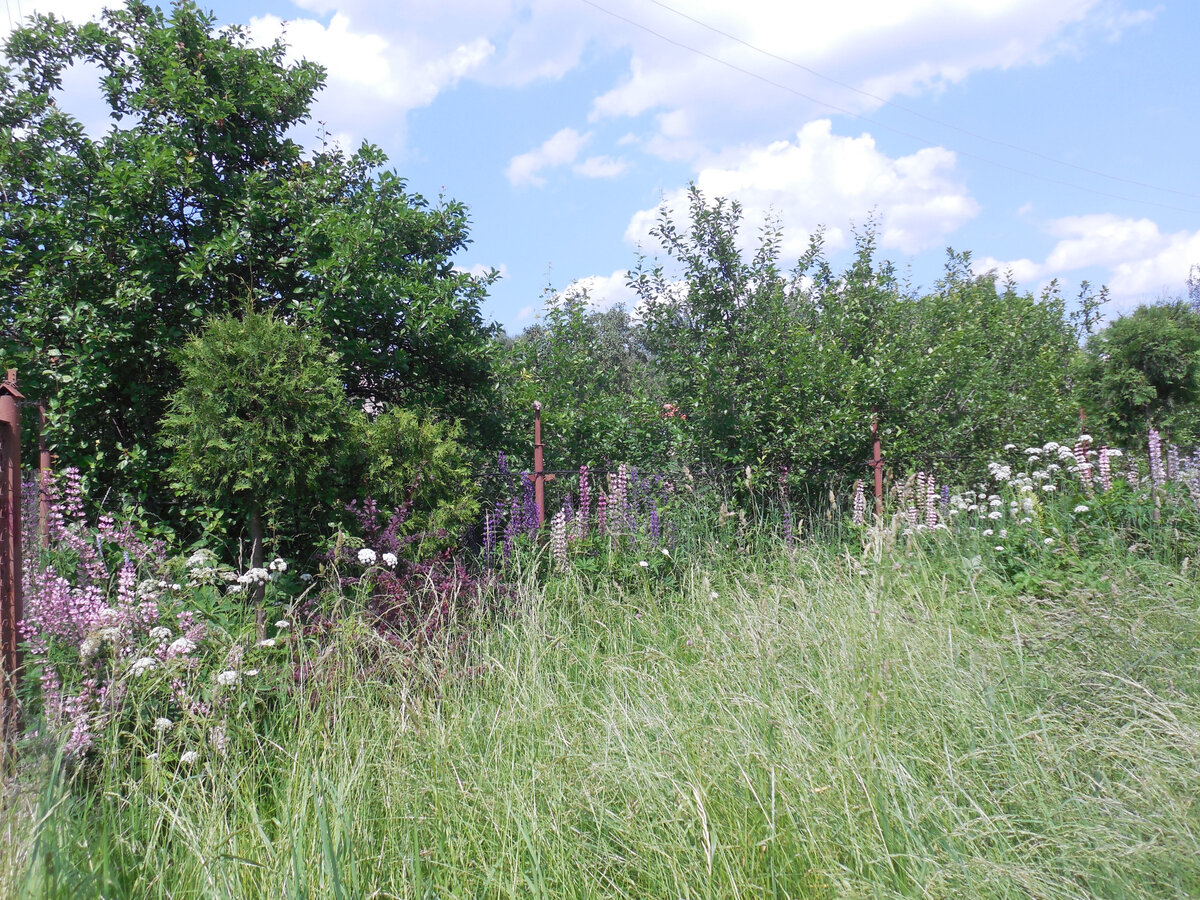 Почти "русское поле" Но этот почти луг у калитки перед домом...