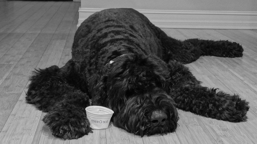 Ладно, мамуль, на шнауцера я как-нибудь соглашусь. Но пинчер - точно не моё. https://clck.ru/PWWkL