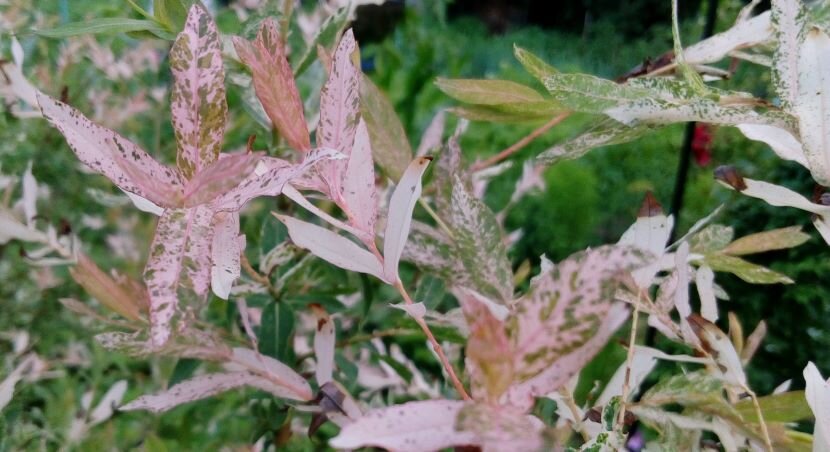 Ива хакуро нишики. Фото автора 