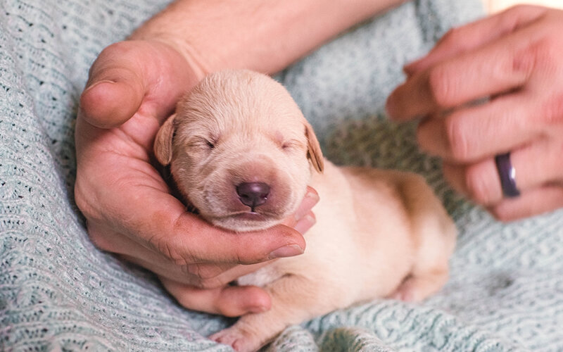 У новорожденного щенка нет шансов выжить без посторонней помощи. Фото domesticgeekgirl.com