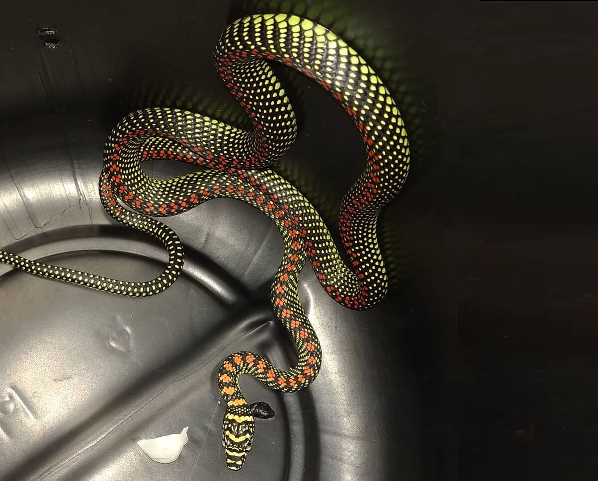 Говорят, яркие неоновые оттенки сейчас в моде. 