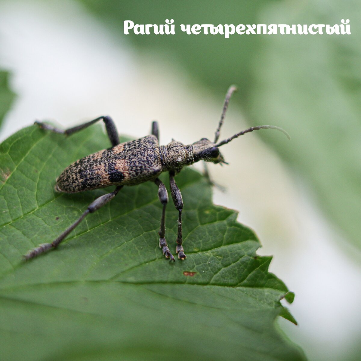 Жуки удмуртии