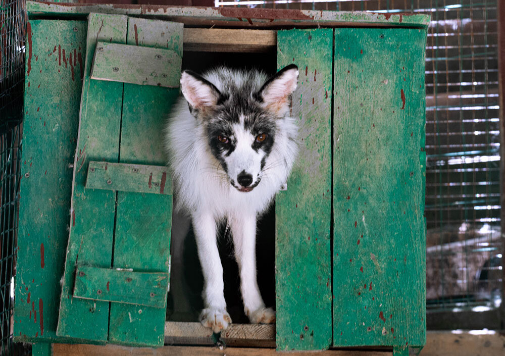 Мраморный лис в зоопарке «Берендеево». Фото из личного архива