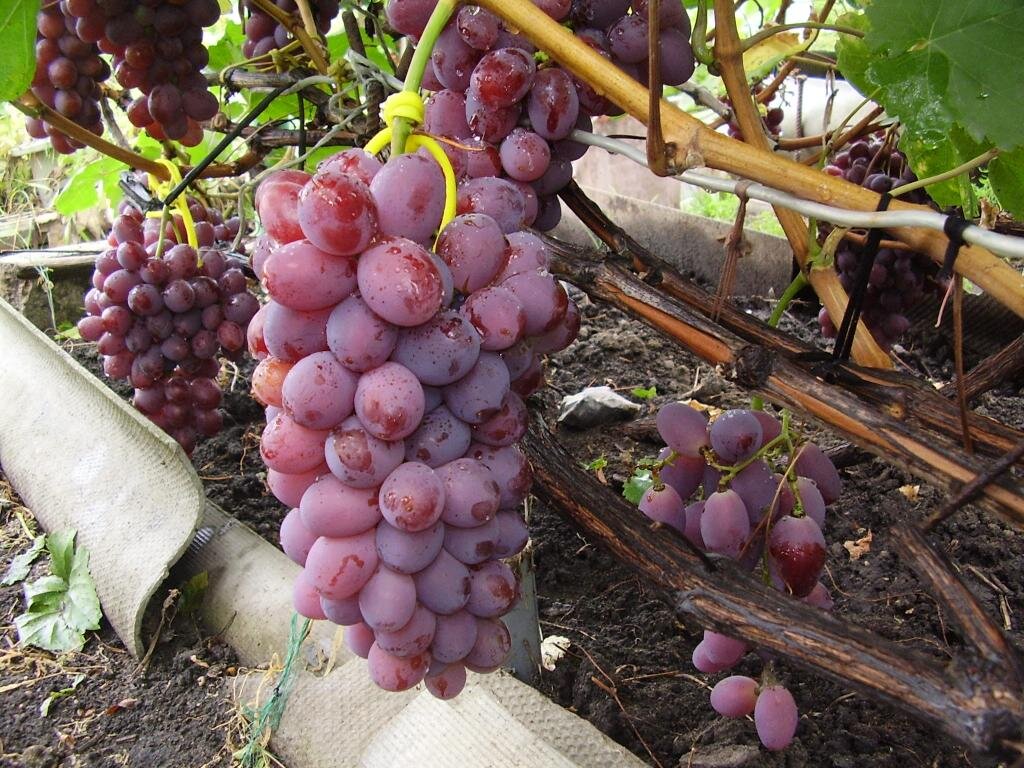 Источник фото: frukti-yagodi.ru