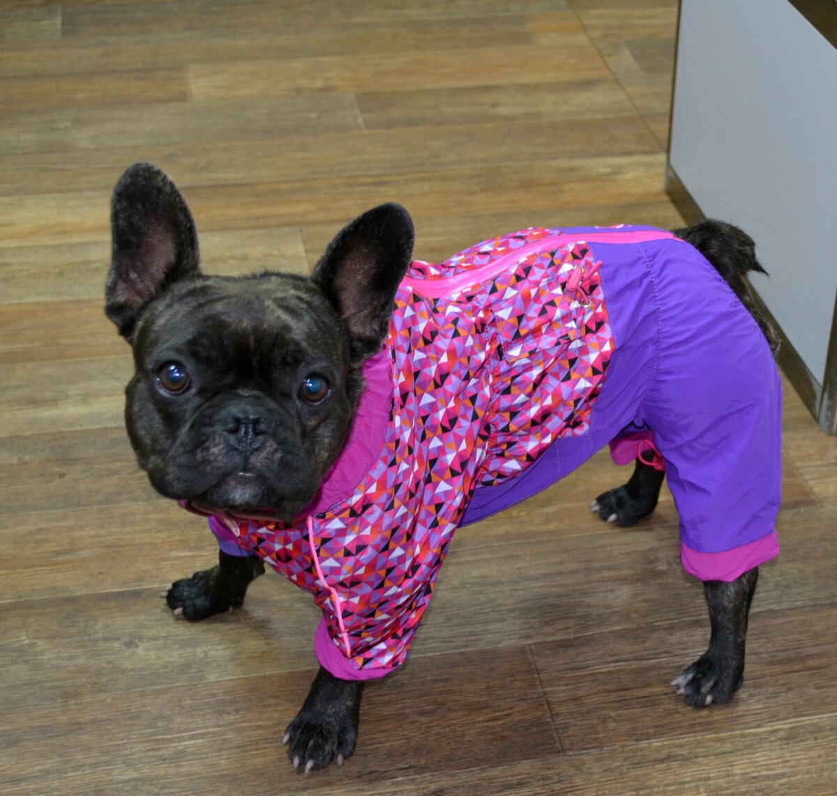 Французский бульдог Соня