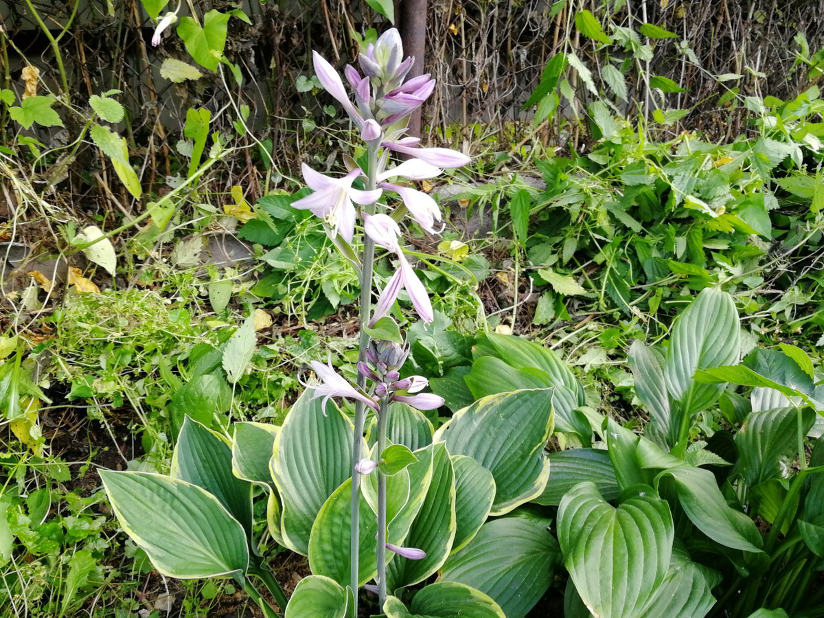 Хосте цветет, 23 июля