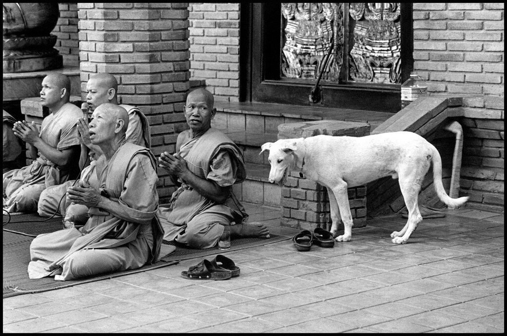 Эллиотт эрвитт фото. Эллиотт Эрвитт (Elliott Erwitt). Нью джерси, 1971 Эллиотт Эрвитт. Собаки в кадре Элиот Эрвит. Собаки всего мира в фотографиях Эллиотта Эрвитта.