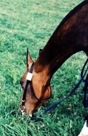 Лошадь пасётся на лугу.