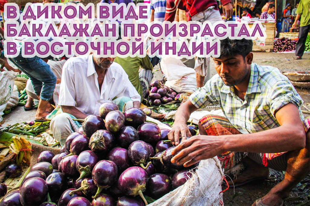 История возникновения баклажана