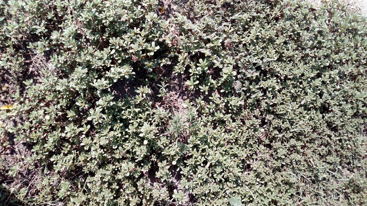 Плантация дикого портулака. Фото автора