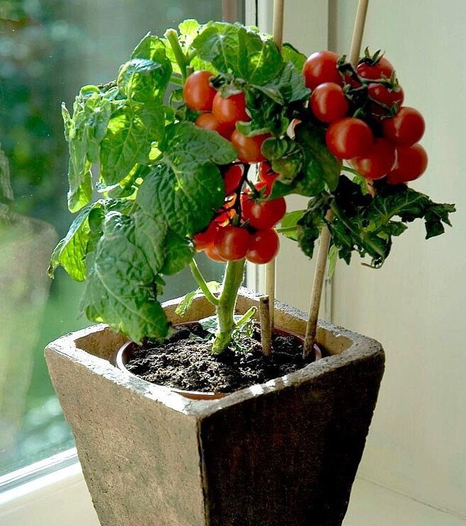 Помидоры "Бонсай"