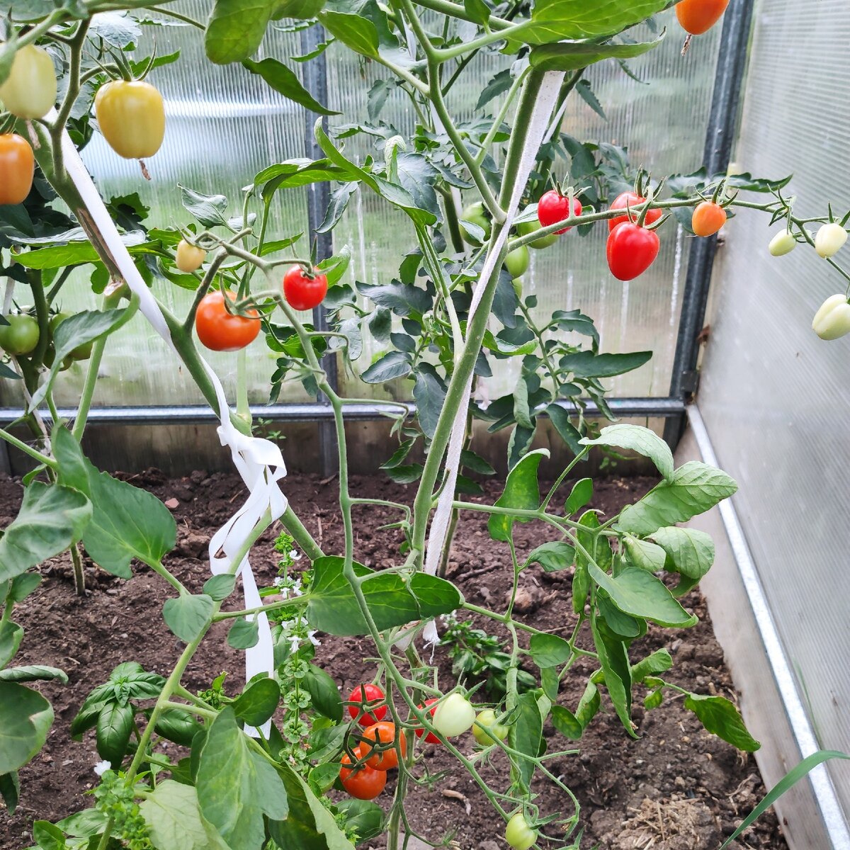 Пасынкование черри томатов