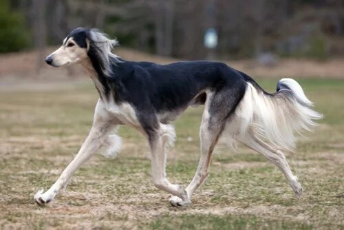 6. Чарт Персидский (1000 - 2 500 долларов) 