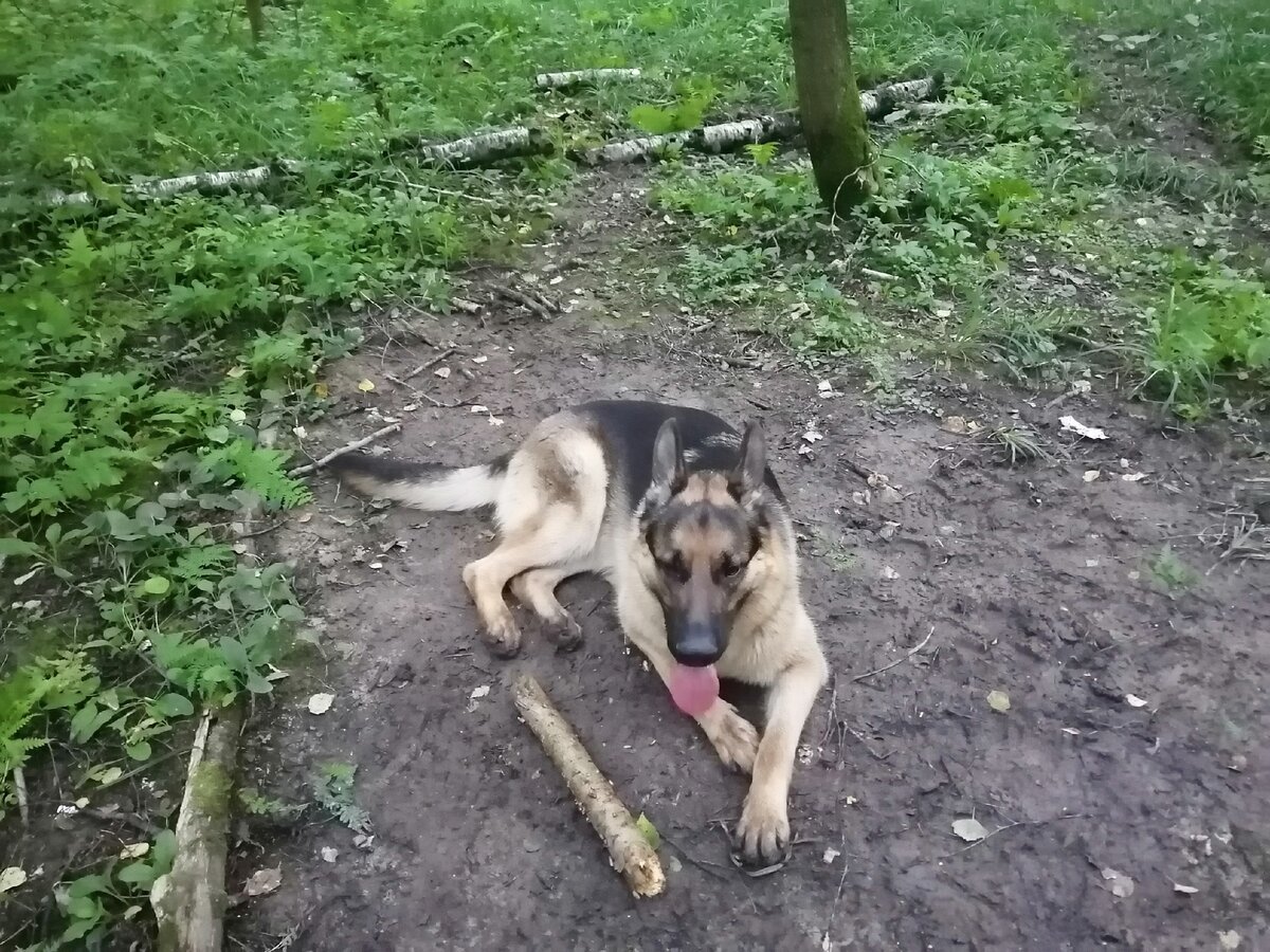 Самое интересное в лесу-это палки. Грибы? Не понимаю)