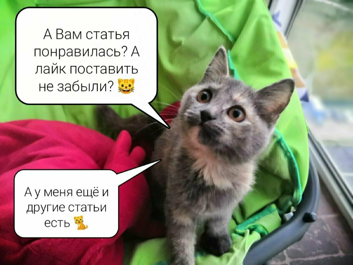 Что такое токсоплазмоз?