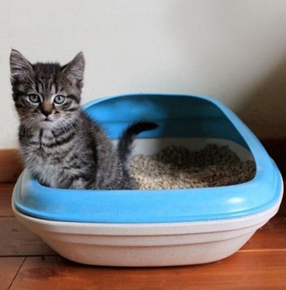 Лоточек с высокими бортиками