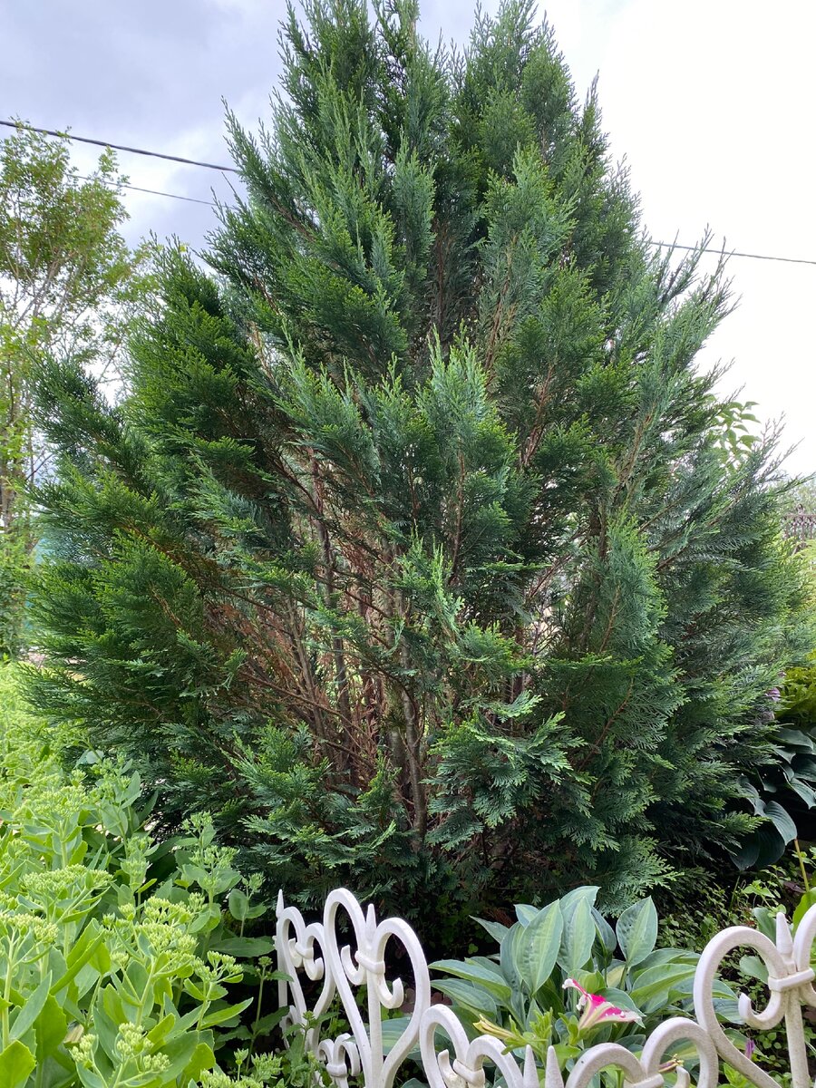 Прирост в год туи Блю Кон составляет примерно 20 см. Максимальная высота- 3 м, диаметр- 2,5 м 