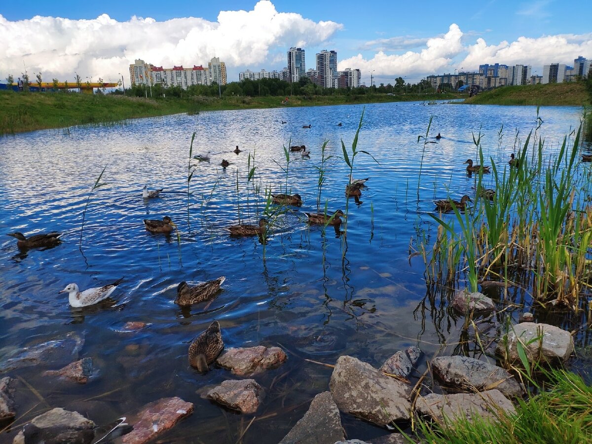 Озеро рядом с нами
