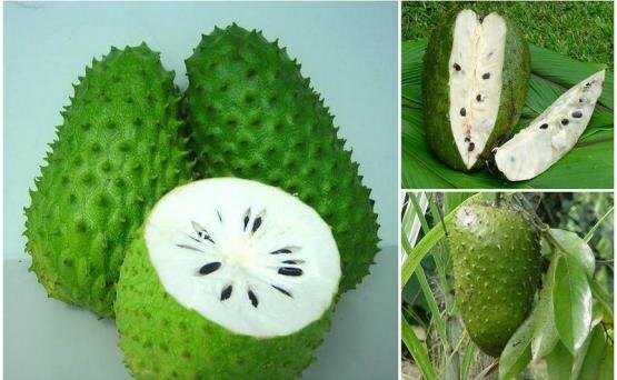 Также многие знают плод , как гуанабана