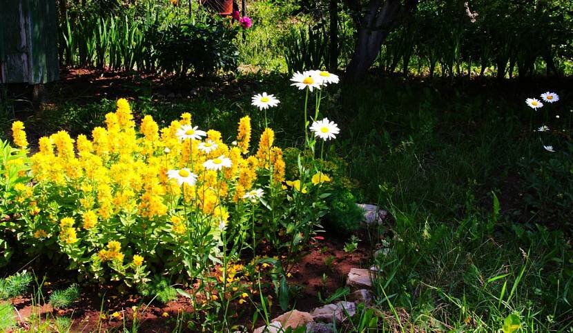 Яркое желтое пятно на участке