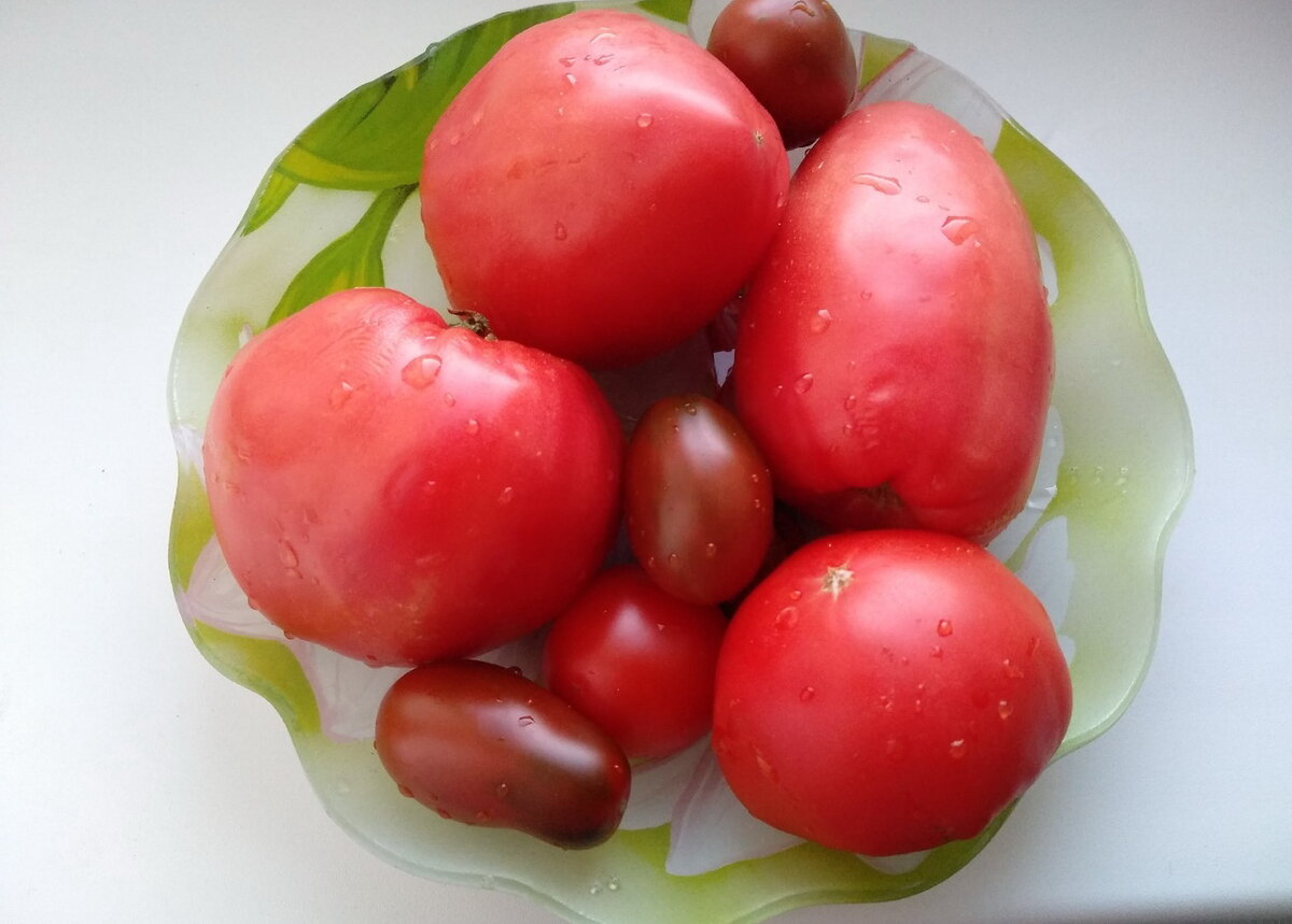 Наши помидоры сортов Вельможа, Черный Мавр, Сливки