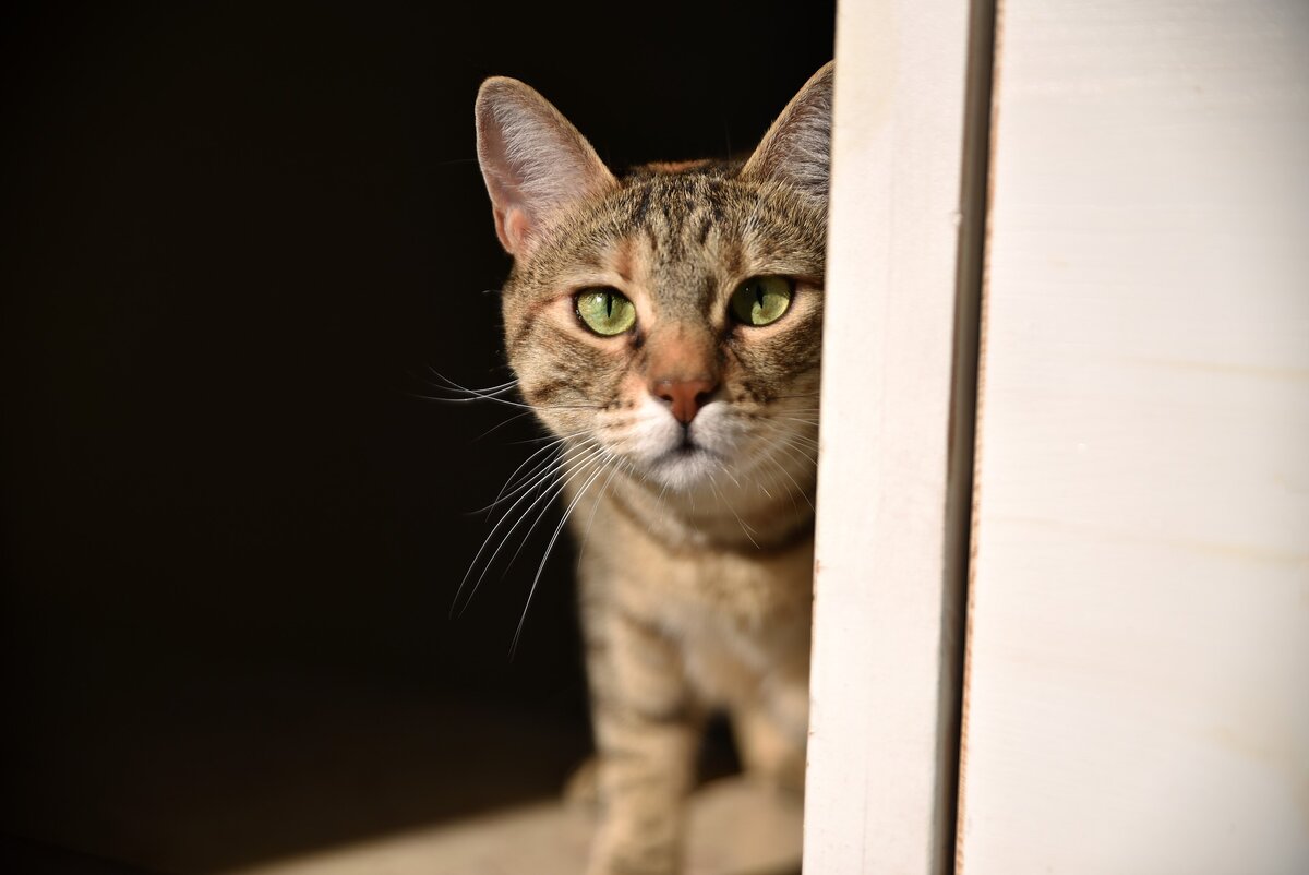 Стресс может сделать замкнутой даже самую общительную кошку. Фото Pixabay