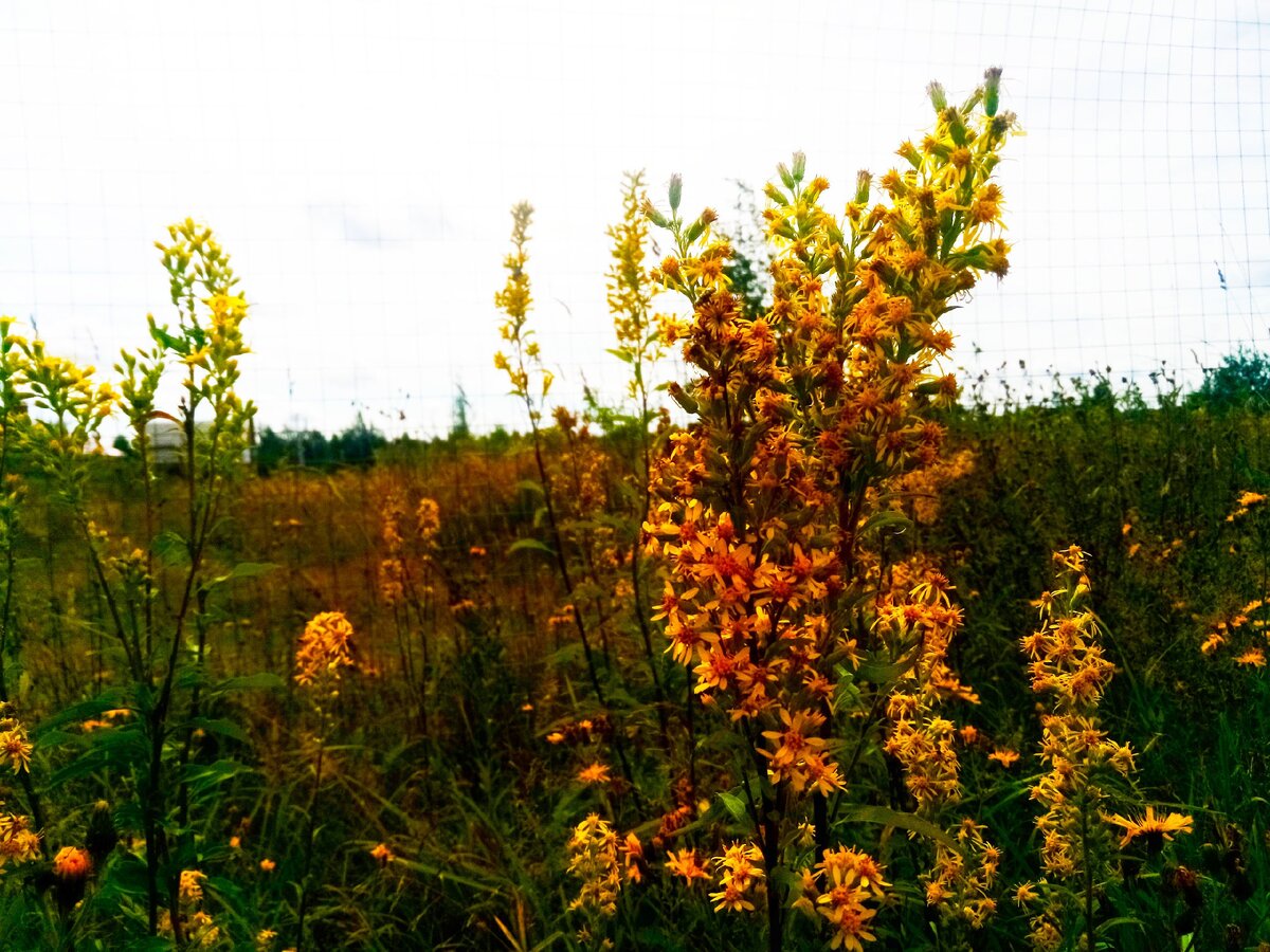 А вот такая красота растет у меня на поле:)