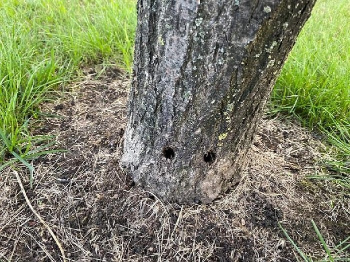 Убитые деревья на Аптекарской набережной. Фото из ВК-группы "Деревья Петербурга"