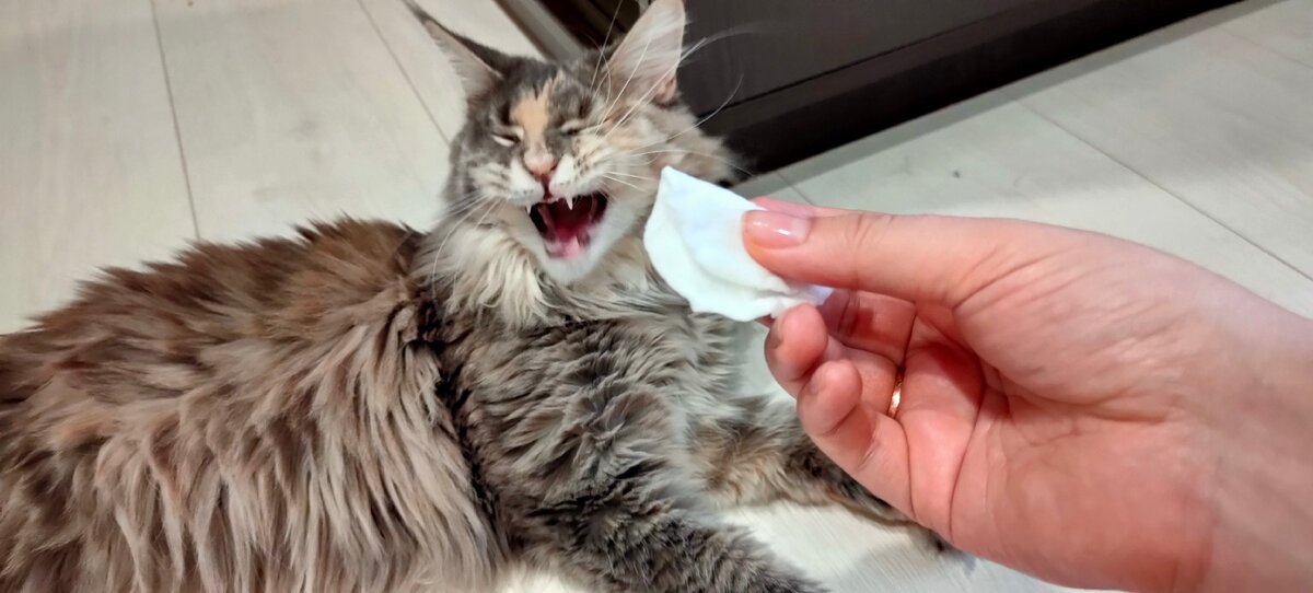 Хотела заснять, как чищу Шае глаза, а она зевнула и начала сама умываться)