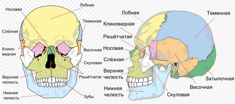 Головное предлежание плода – что это, причины, симптомы, диагностика и лечение в «СМ-Клиника»