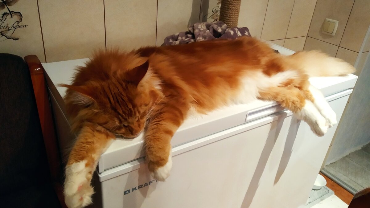 Мейн кун Степа. 10 месяцев. Вес 7,3 кг.