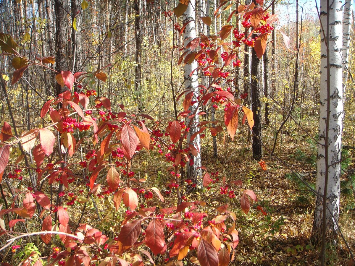 Ул. Золотодолинская Академгородок  Новосибирск . Фото автора  