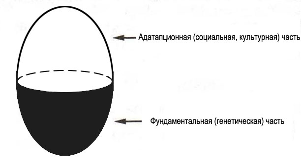 Информационная модель человека